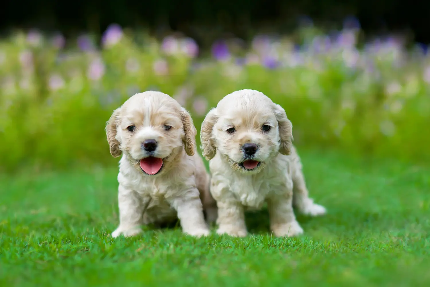Kupno szczeniaka amerykańskiego spaniela wodnego oznacza wzięcie na siebie odpowiedzialności! Kup szczenięta rasy cocker spaniel amerykański.