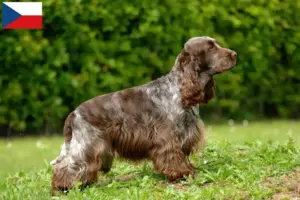Read more about the article Hodowcy i szczenięta Cocker spaniel angielski w Czechy