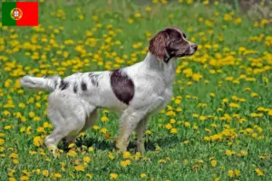 Read more about the article Springer spaniel angielski hodowcy i szczenięta w Portugalia