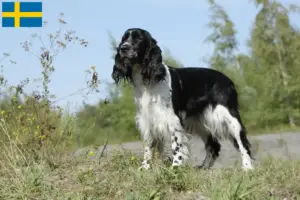 Read more about the article Springer spaniel angielski hodowcy i szczenięta w Szwecja