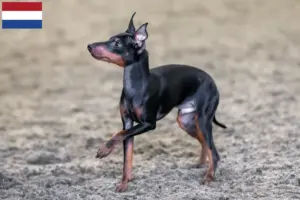 Read more about the article Hodowcy i szczenięta English toy terrier w Holandia