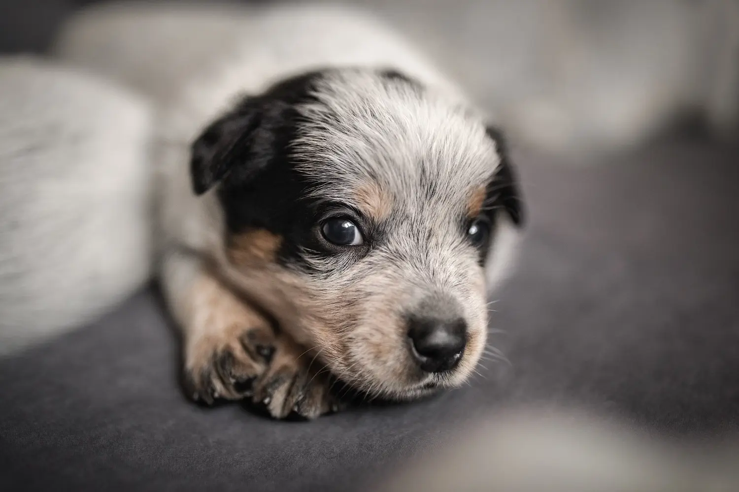 Kupno szczeniaka Australian Cattle Dog oznacza wzięcie na siebie odpowiedzialności! Kup szczenięta rasy Australian Cattle Dog.