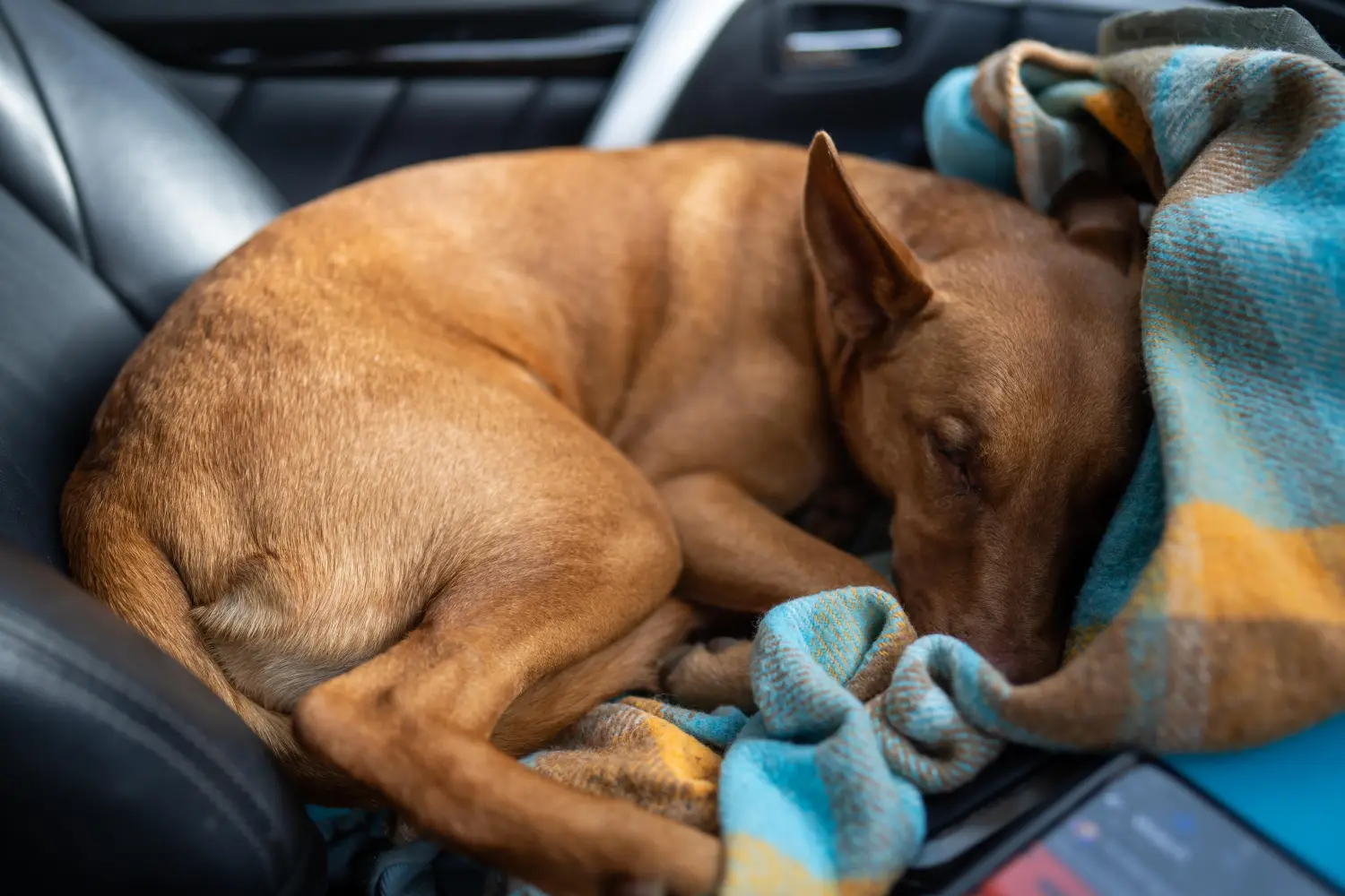 Kupno szczeniaka Australian Kelpie oznacza wzięcie na siebie odpowiedzialności! Kup szczenięta Australian Kelpie.