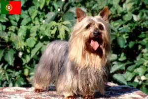 Read more about the article Australian Silky Terrier hodowcy i szczenięta w Portugalia