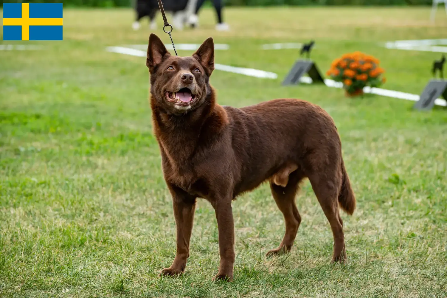 Kelpie australijskie szczenięta i hodowcy Szwecja Znajdź hodowców Australian Kelpies w Szwecja tutaj.