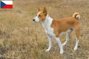 Read more about the article Hodowcy i szczenięta Basenji w Czechy