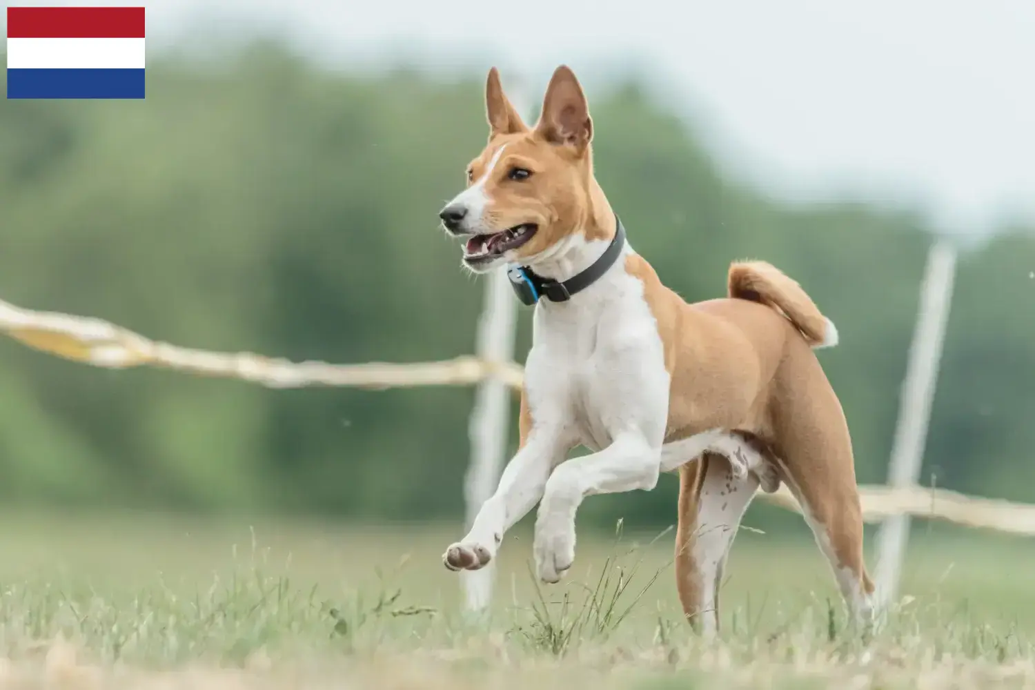 Read more about the article Hodowcy i szczenięta Basenji w Holandia