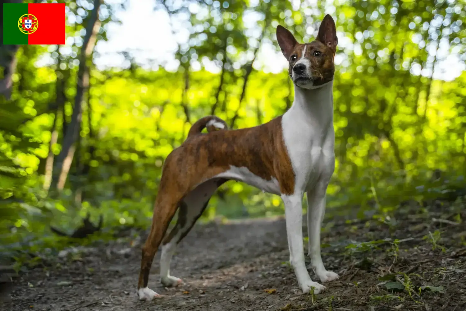 Read more about the article Hodowcy i szczenięta Basenji w Portugalia