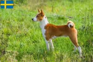 Read more about the article Hodowcy i szczenięta Basenji w Szwecja