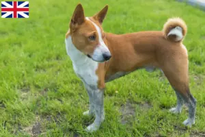 Read more about the article Hodowcy i szczenięta Basenji w Wielka Brytania
