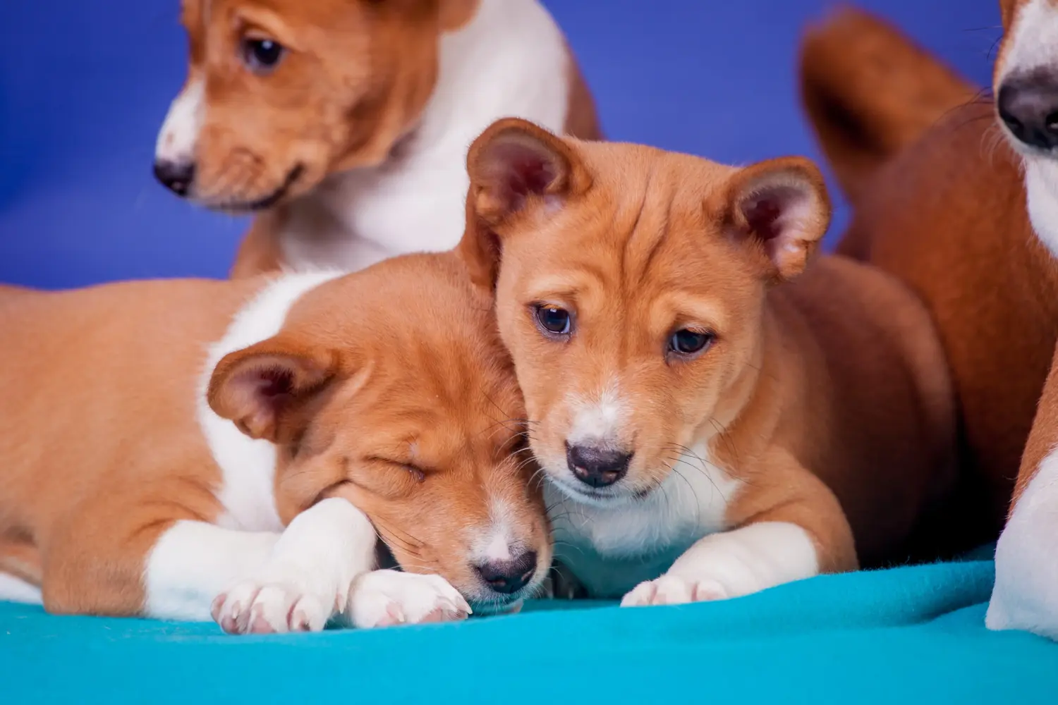 Kupno szczeniaka Basenji oznacza wzięcie na siebie odpowiedzialności! Kup szczenięta Basenji.