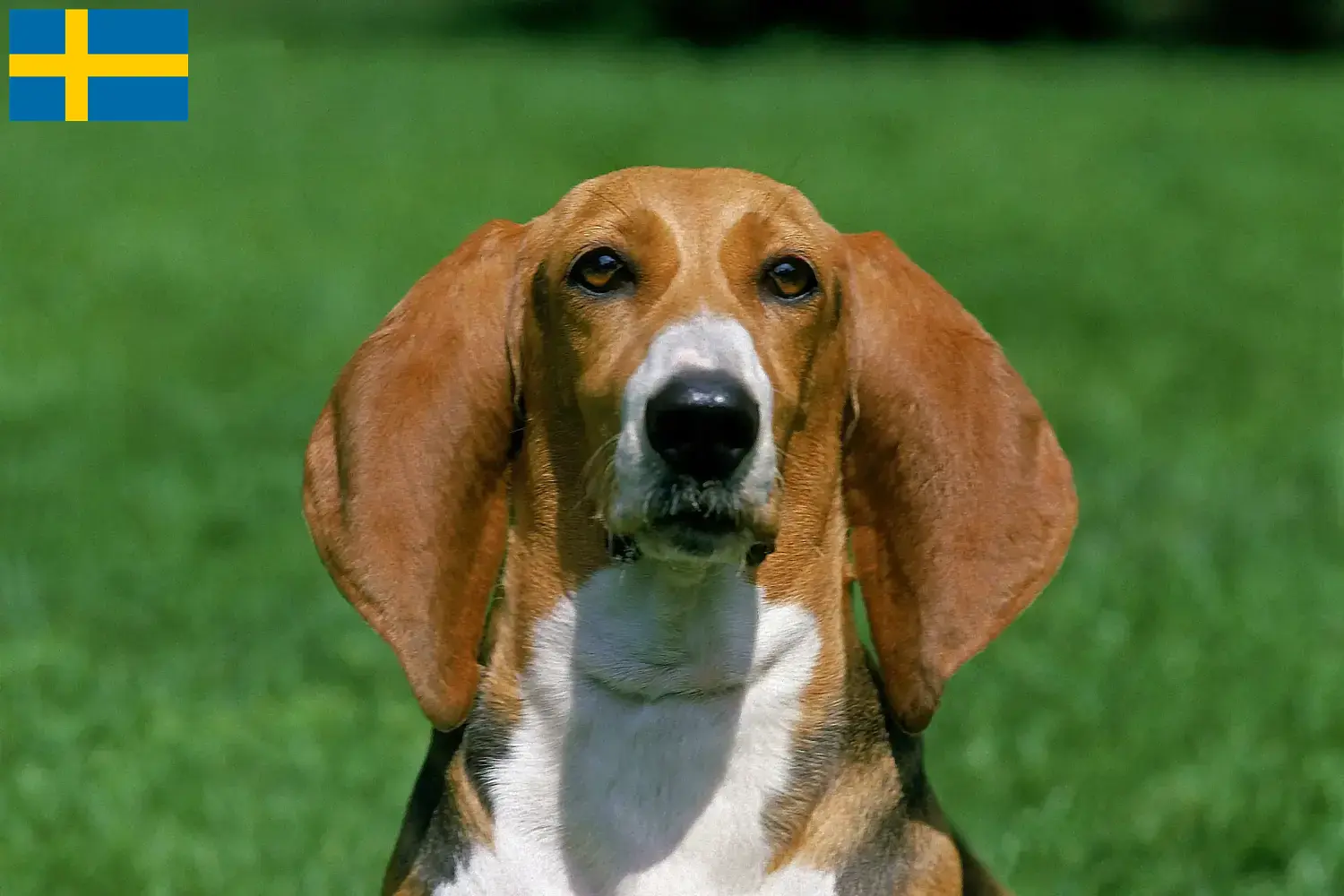 Basset Artésien Normand szczenięta i hodowcy Szwecja Tutaj można znaleźć hodowców Basset artésien normands w Szwecja.
