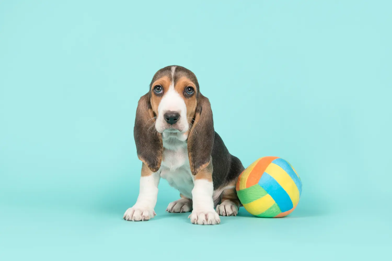 Zakup szczeniaka Basset Artésien Normand oznacza wzięcie na siebie odpowiedzialności! Kup szczenięta Basset Artésien Normand.