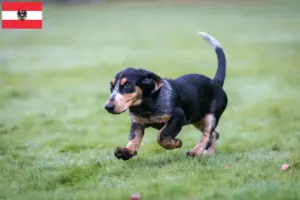 Read more about the article Basset bleu de Gascogne hodowcy i szczenięta w Austria