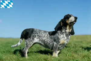 Read more about the article Basset bleu de Gascogne hodowcy i szczenięta w Bawaria