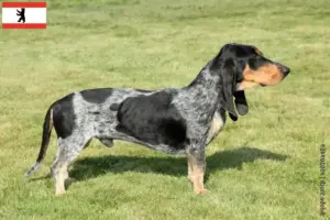 Read more about the article Basset bleu de Gascogne hodowcy i szczenięta w Berlin
