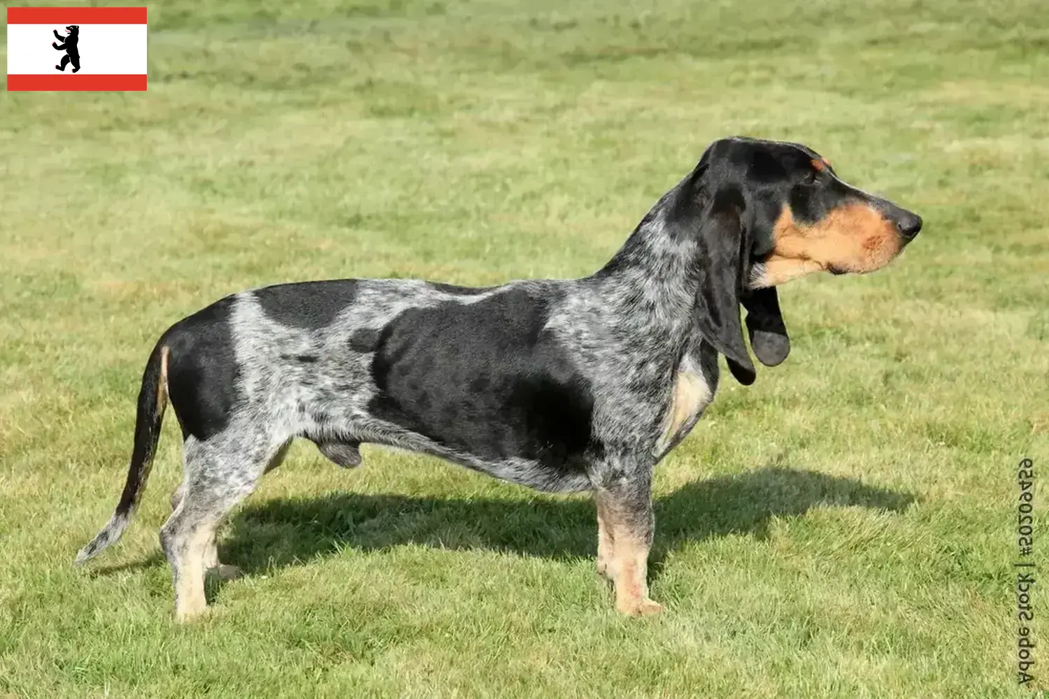 Read more about the article Basset bleu de Gascogne hodowcy i szczenięta w Berlin