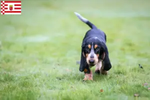 Read more about the article Basset bleu de Gascogne hodowcy i szczenięta w Brema
