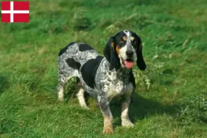 Read more about the article Basset bleu de Gascogne hodowcy i szczenięta w Dania