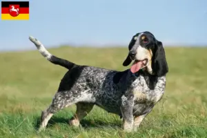 Read more about the article Basset bleu de Gascogne hodowcy i szczenięta w Dolna Saksonia