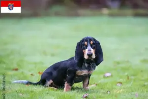Read more about the article Basset bleu de Gascogne hodowcy i szczenięta w Hesja