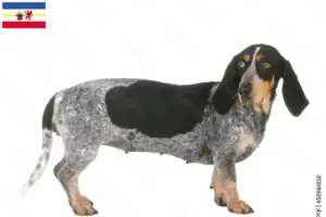 Read more about the article Basset bleu de Gascogne hodowcy i szczenięta w Meklemburgia-Pomorze Przednie