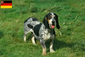 Read more about the article Basset bleu de Gascogne hodowcy i szczenięta w Nadrenia-Palatynat