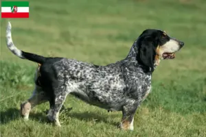 Read more about the article Basset bleu de Gascogne hodowcy i szczenięta w Nadrenia Północna-Westfalia