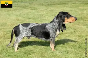 Read more about the article Basset bleu de Gascogne hodowcy i szczenięta w Saksonia-Anhalt