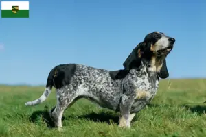 Read more about the article Basset bleu de Gascogne hodowcy i szczenięta w Saksonia