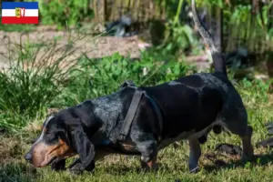 Read more about the article Basset bleu de Gascogne hodowcy i szczenięta w Szlezwik-Holsztyn
