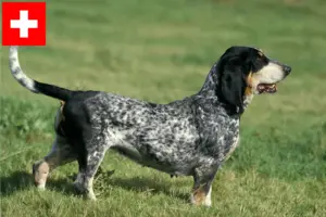 Read more about the article Basset bleu de Gascogne hodowcy i szczenięta w Szwajcaria
