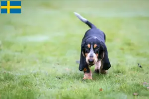 Read more about the article Basset bleu de Gascogne hodowcy i szczenięta w Szwecja