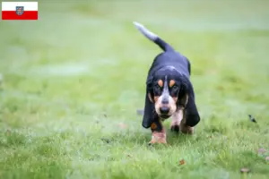 Read more about the article Basset bleu de Gascogne hodowcy i szczenięta w Turyngia