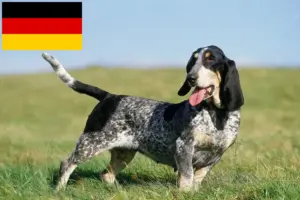 Read more about the article Basset bleu de Gascogne hodowcy i szczenięta w Niemcy
