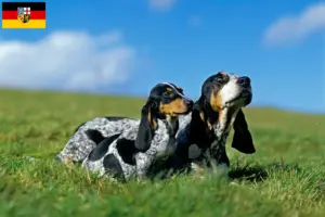 Read more about the article Basset bleu de Gascogne hodowcy i szczenięta w Kraj Saary