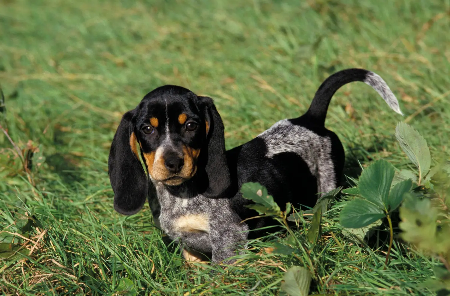 Zakup szczeniaka Basset bleu de Gascogne oznacza wzięcie na siebie odpowiedzialności! Kup szczenięta Basset bleu de Gascogne.