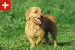 Read more about the article Basset fauve de Bretagne hodowcy i szczenięta w Szwajcaria