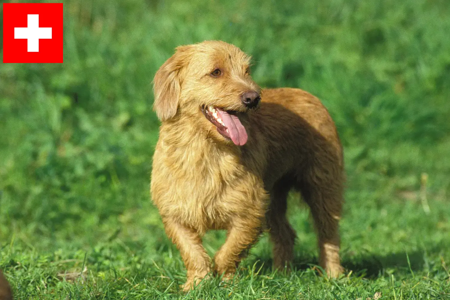 Basset fauve de Bretagne szczenięta i hodowcy Szwajcaria Znajdź hodowców Basset fauve de Bretagne w Szwajcaria.