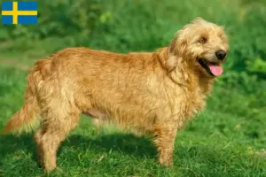 Read more about the article Basset fauve de Bretagne hodowcy i szczenięta w Szwecja