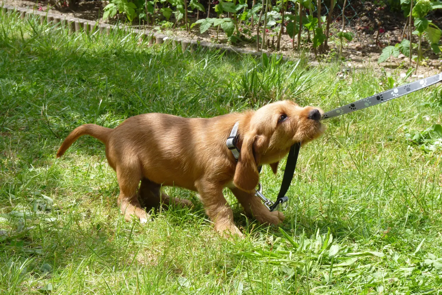 Zakup szczeniaka Basset fauve de Bretagne oznacza wzięcie na siebie odpowiedzialności! Basset fauve de Bretagne szczenięta na sprzedaż.