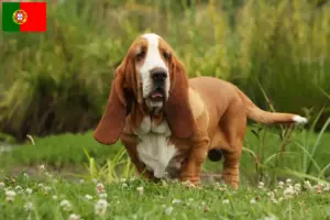 Read more about the article Basset Hound hodowcy i szczenięta w Portugalia