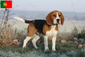 Read more about the article Hodowcy i szczenięta rasy Beagle w Portugalia