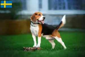 Read more about the article Hodowcy i szczenięta rasy Beagle w Szwecja