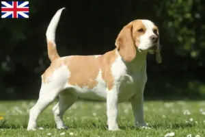 Read more about the article Hodowcy i szczenięta Beagle w Wielka Brytania