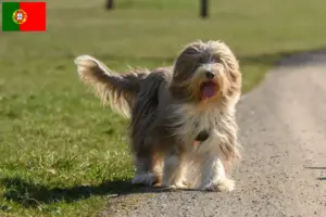 Read more about the article Hodowcy i szczenięta Bearded Collie w Portugalia