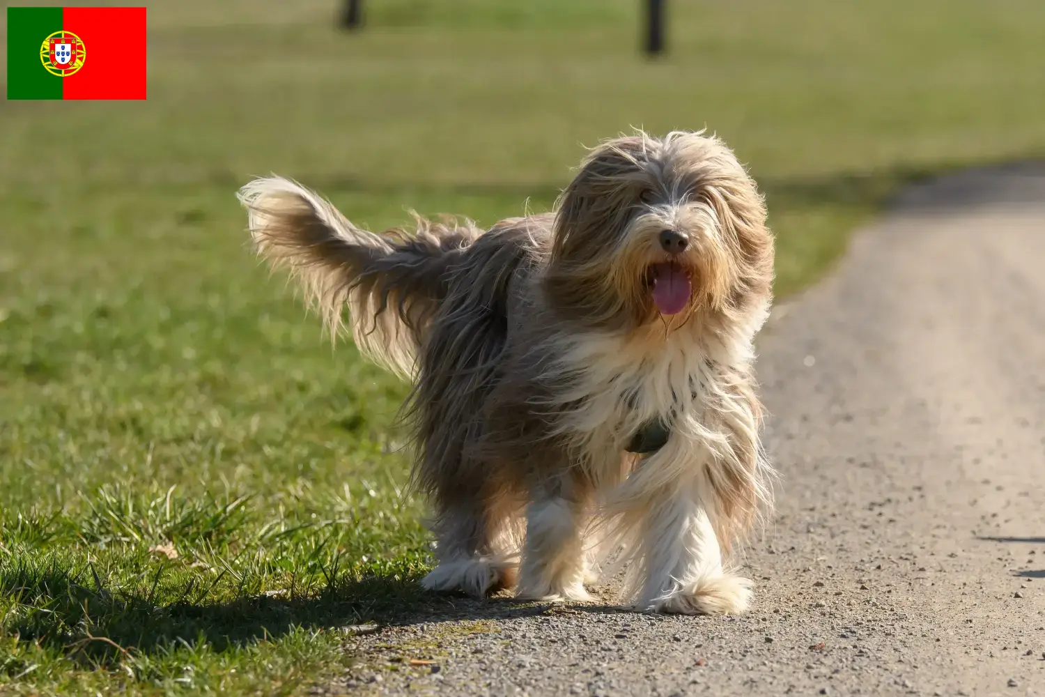Bearded Collie szczenięta i hodowcy Portugalia Znajdź hodowców Bearded collie w Portugalia.