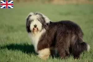 Read more about the article Hodowcy i szczenięta Bearded Collie w Wielka Brytania