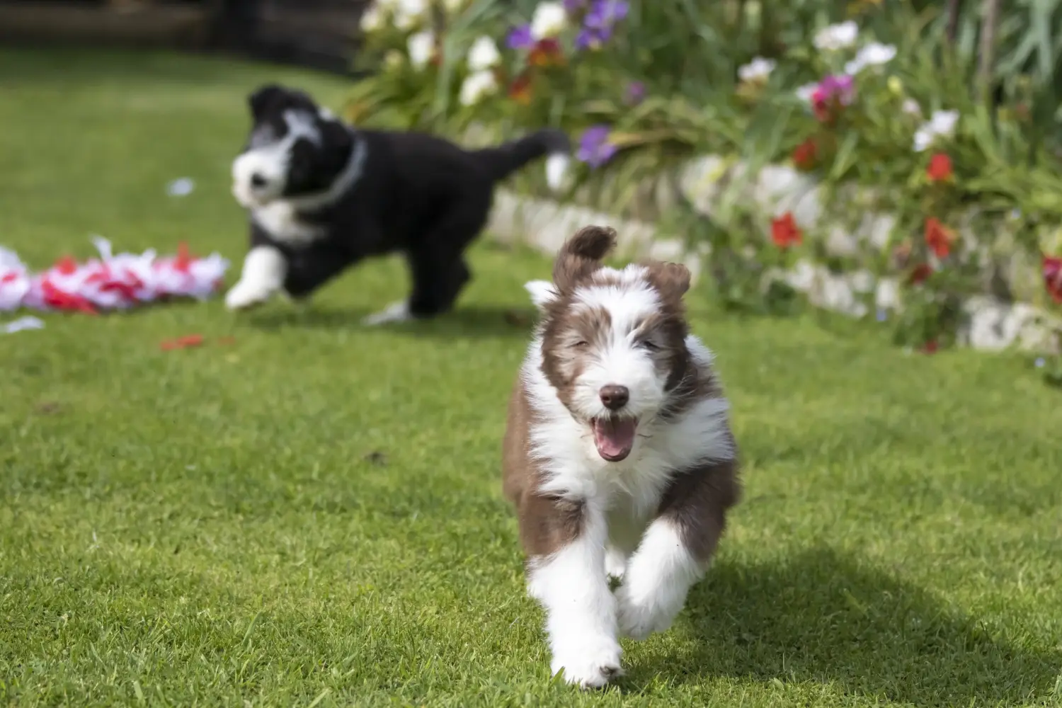 Kupno szczeniaka rasy Bearded Collie oznacza wzięcie na siebie odpowiedzialności! Kup szczenięta rasy Bearded Collie.