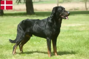 Read more about the article Hodowcy i szczenięta Beauceron w Dania